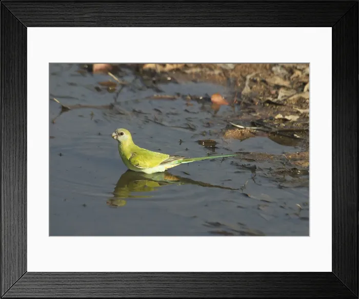 Framed Print : Hooded Parrot - female. An uncommon and localised parrot of northern Northern Territory, Australia. Prefers dry savannah woodlands and open forest with termite mounds and grass or spinifex ground cover Framed Print : Hooded Parrot - female. An uncommon and localised parrot of northern Northern Territory, Australia. Prefers dry savannah woodlands and open forest with termite mounds and grass or spinifex ground cover