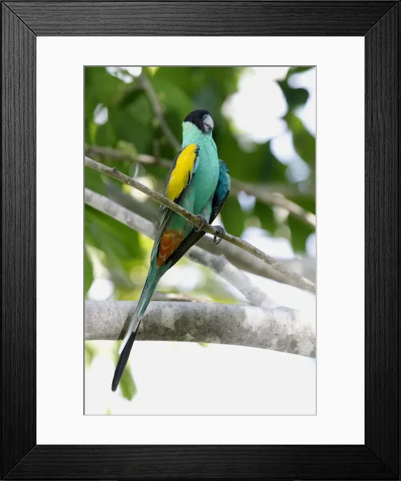 Framed Print : Hooded Parrot - male. An uncommon and localised parrot of northern Northern Territory, Australia. Prefers dry savannah woodlands and open forest with termite mounds and grass or spinifex ground cover Framed Print : Hooded Parrot - male. An uncommon and localised parrot of northern Northern Territory, Australia. Prefers dry savannah woodlands and open forest with termite mounds and grass or spinifex ground cover
