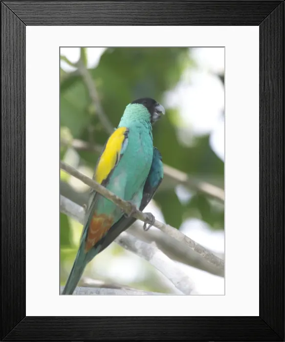 Framed Print : Hooded Parrot - male. An uncommon and localised parrot of northern Northern Territory, Australia. Prefers dry savannah woodlands and open forest with termite mounds and grass or spinifex ground cover Framed Print : Hooded Parrot - male. An uncommon and localised parrot of northern Northern Territory, Australia. Prefers dry savannah woodlands and open forest with termite mounds and grass or spinifex ground cover