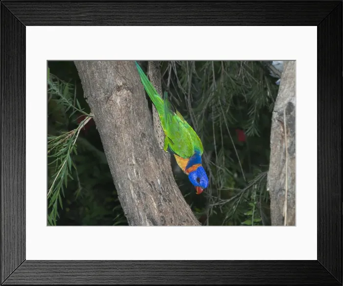 Framed Print : Rainbow Lorikeet - or Red-collared Lorikeet. This red collared form is sometimes given full species status or is lumped with Rainbow Lorikeet as a subspecies. Feeds on orchard fruit eg mangoes Framed Print : Rainbow Lorikeet - or Red-collared Lorikeet. This red collared form is sometimes given full species status or is lumped with Rainbow Lorikeet as a subspecies. Feeds on orchard fruit eg mangoes