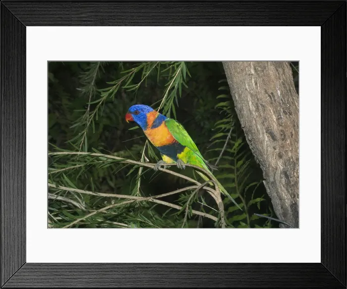 Framed Print : Rainbow Lorikeet - or Red-collared Lorikeet. This red collared form is sometimes given full species status or is lumped with Rainbow Lorikeet as a subspecies. Feeds on orchard fruit eg mangoes Framed Print : Rainbow Lorikeet - or Red-collared Lorikeet. This red collared form is sometimes given full species status or is lumped with Rainbow Lorikeet as a subspecies. Feeds on orchard fruit eg mangoes
