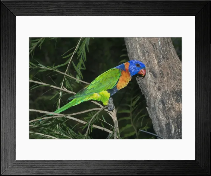 Framed Print : Rainbow Lorikeet - or Red-collared Lorikeet. This red collared form is sometimes given full species status or is lumped with Rainbow Lorikeet as a subspecies. Feeds on orchard fruit eg mangoes Framed Print : Rainbow Lorikeet - or Red-collared Lorikeet. This red collared form is sometimes given full species status or is lumped with Rainbow Lorikeet as a subspecies. Feeds on orchard fruit eg mangoes