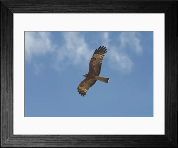 Framed Print : Square-tailed Kite - in flight A rare Kite, scattered across large parts of Australia except for the true desert areas, but seldom seen. Inhabits open woodland and forests, heaths and scrubs Framed Print : Square-tailed Kite - in flight A rare Kite, scattered across large parts of Australia except for the true desert areas, but seldom seen. Inhabits open woodland and forests, heaths and scrubs