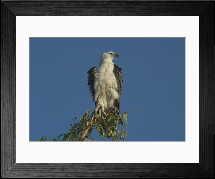 Framed Print : White-bellied Sea-Eagle - Perched on tree, riffling feathers. Found right around Australian coasts and inland along large rivers. Yellow Waters, Kakadu National Park, Northern Territory, Australia - A World Heritage listed park Framed Print : White-bellied Sea-Eagle - Perched on tree, riffling feathers. Found right around Australian coasts and inland along large rivers. Yellow Waters, Kakadu National Park, Northern Territory, Australia - A World Heritage listed park