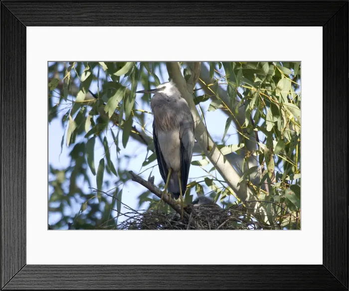 Framed Print : White-faced Heron - At nest with chicks. Found right throughout Australia, except for the true deserts. Very common in the southeast and southwest. Inhabits all kinds of wetlands and lakes and also coastal mudflats Framed Print : White-faced Heron - At nest with chicks. Found right throughout Australia, except for the true deserts. Very common in the southeast and southwest. Inhabits all kinds of wetlands and lakes and also coastal mudflats