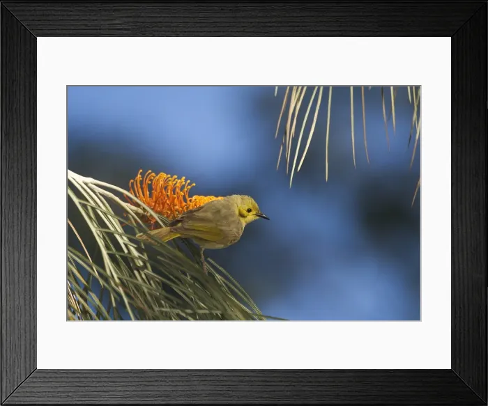 Framed Print : Yellow-tinted Honeyeater - A moderately common species found only across the north of Australia. Inhabits open woodlands particularly favouring flowering trees near rivers. Manning Gorge, Kimberleys, Western Australia Framed Print : Yellow-tinted Honeyeater - A moderately common species found only across the north of Australia. Inhabits open woodlands particularly favouring flowering trees near rivers. Manning Gorge, Kimberleys, Western Australia