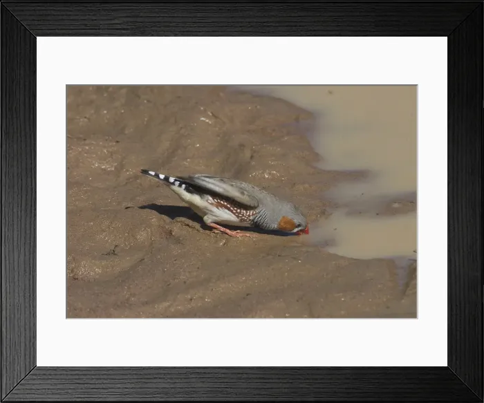 Framed Print : Zebra Finch, male drinking - Found right throughout Australia except for the extreme north and southern coastal areas. Largely a bird of drier inland areas avoiding heavily settled coastal regions Framed Print : Zebra Finch, male drinking - Found right throughout Australia except for the extreme north and southern coastal areas. Largely a bird of drier inland areas avoiding heavily settled coastal regions