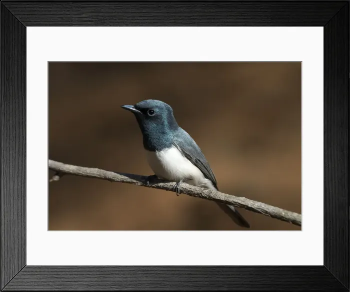 Framed Print : Leaden Flycatcher, male - Found throughout northern and eastern Australia. An uncommon migrant to the southeast but a common breeding resident across the north Framed Print : Leaden Flycatcher, male - Found throughout northern and eastern Australia. An uncommon migrant to the southeast but a common breeding resident across the north