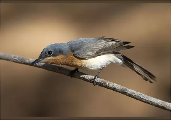 Leaden Flycatcher, female - Found throughout northern and eastern Australia. An uncommon migrant to the southeast but a common breeding resident across the north