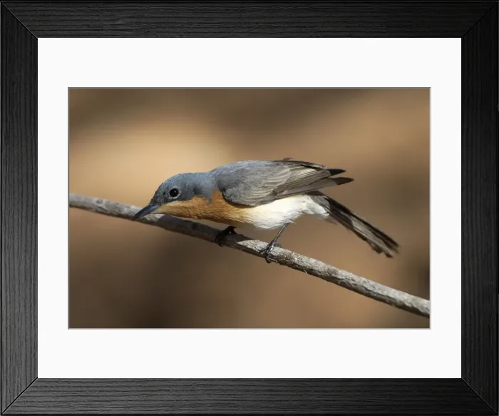 Framed Print : Leaden Flycatcher, female - Found throughout northern and eastern Australia. An uncommon migrant to the southeast but a common breeding resident across the north Framed Print : Leaden Flycatcher, female - Found throughout northern and eastern Australia. An uncommon migrant to the southeast but a common breeding resident across the north