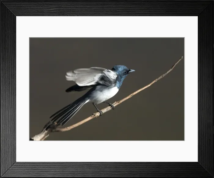 Framed Print : Leaden Flycatcher, male - Found throughout northern and eastern Australia. An uncommon migrant to the southeast but a common breeding resident across the north Framed Print : Leaden Flycatcher, male - Found throughout northern and eastern Australia. An uncommon migrant to the southeast but a common breeding resident across the north