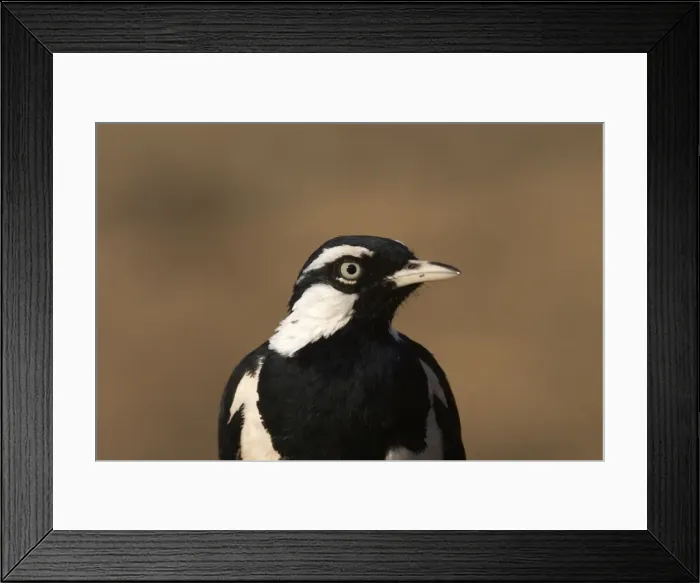 Framed Print : Magpie-lark, male - A very common species possibly Australias best known bird. Found right throughout Australia except in the driest deserts in Western Australia Framed Print : Magpie-lark, male - A very common species possibly Australias best known bird. Found right throughout Australia except in the driest deserts in Western Australia