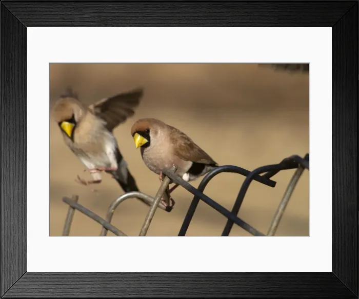 Framed Print : Masked Finch - A reasonably common species found across the far north of Australia. Inhabits grassy tropical eucalypt woodlands. Also grasslands with scattered shrubs. Never far from water. Drinks morning and evenings Framed Print : Masked Finch - A reasonably common species found across the far north of Australia. Inhabits grassy tropical eucalypt woodlands. Also grasslands with scattered shrubs. Never far from water. Drinks morning and evenings
