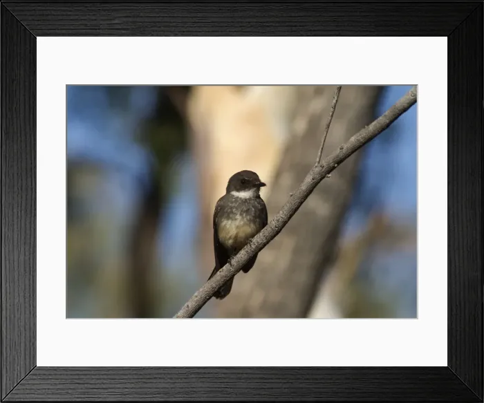 Framed Print : Northern Fantail - Found only across northern Australia. Inhabits rainforest margins, treelined watercourses in arid regions, woodlands, paperbarks and mangroves. Quiet and sluggish rarely fanning tail unlike others in the genus Framed Print : Northern Fantail - Found only across northern Australia. Inhabits rainforest margins, treelined watercourses in arid regions, woodlands, paperbarks and mangroves. Quiet and sluggish rarely fanning tail unlike others in the genus