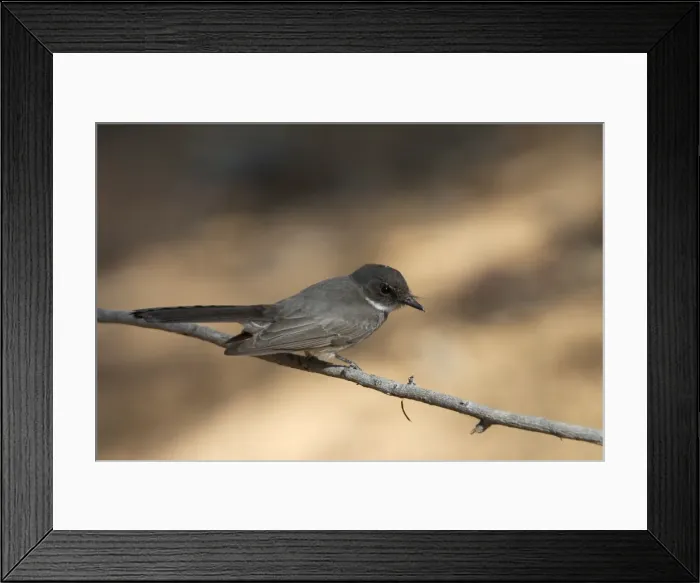 Framed Print : Northern Fantail - Found only across northern Australia. Inhabits rainforest margins, treelined watercourses in arid regions, woodlands, paperbarks and mangroves. Quiet and sluggish rarely fanning tail unlike others in the genus