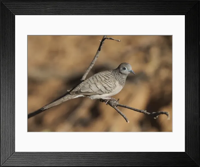 Framed Print : Peaceful Dove - Found throughout most of Australia except the southwest. Inhabits open country with some trees and shrubs with access to water. Manning Gorge, Kimberleys, Western Australia Framed Print : Peaceful Dove - Found throughout most of Australia except the southwest. Inhabits open country with some trees and shrubs with access to water. Manning Gorge, Kimberleys, Western Australia