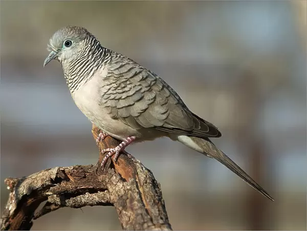 Peaceful Dove - Found throughout most of Australia except the southwest. Inhabits open country with some trees and shrubs with access to water. Kupungarri, Kimberleys, Western Australia