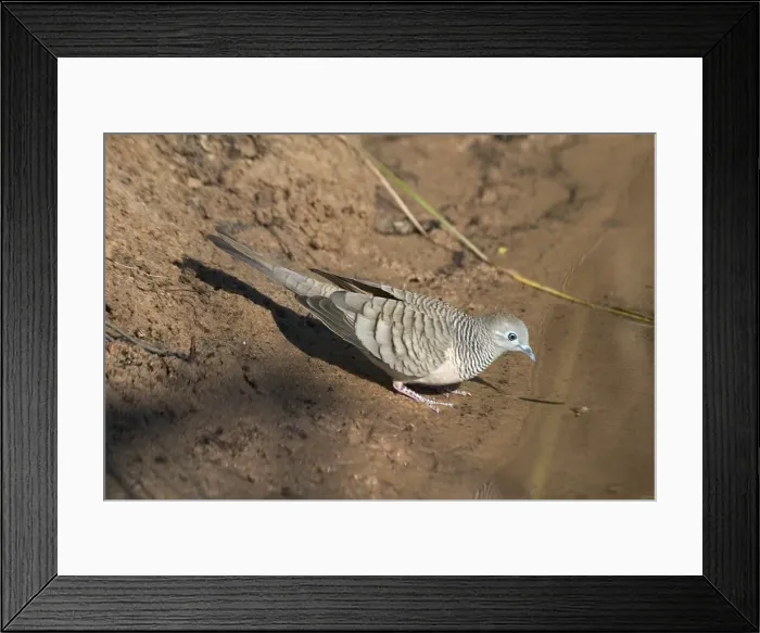 Framed Print : Peaceful Dove - At drinking pool - Found throughout most of Australia except the southwest. Inhabits open country with some trees and shrubs with access to water. Manning Gorge, Kimberleys, Western Australia Framed Print : Peaceful Dove - At drinking pool - Found throughout most of Australia except the southwest. Inhabits open country with some trees and shrubs with access to water. Manning Gorge, Kimberleys, Western Australia