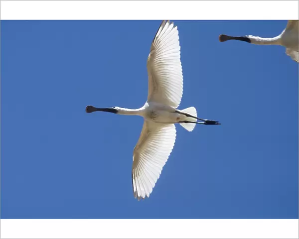 Royal Spoonbill, juvenile - In flight - Found largely across the eastern half of Australia with a few reported from Western Australia. Common in fresh and saline wetlands becoming rare in drier areas of its range where it may be found in billabongs