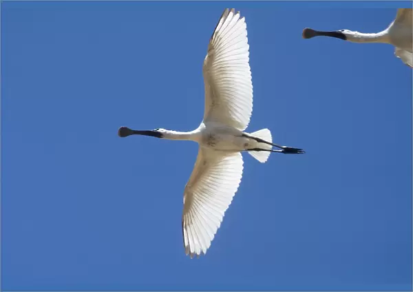 Royal Spoonbill, juvenile - In flight - Found largely across the eastern half of Australia with a few reported from Western Australia. Common in fresh and saline wetlands becoming rare in drier areas of its range where it may be found in billabongs