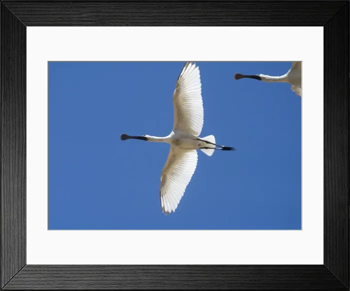 Framed Print : Royal Spoonbill, juvenile - In flight - Found largely across the eastern half of Australia with a few reported from Western Australia. Common in fresh and saline wetlands becoming rare in drier areas of its range where it may be found in billabongs Framed Print : Royal Spoonbill, juvenile - In flight - Found largely across the eastern half of Australia with a few reported from Western Australia. Common in fresh and saline wetlands becoming rare in drier areas of its range where it may be found in billabongs