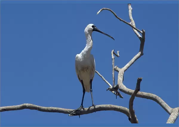 Royal Spoonbill - In tree- Found largely across the eastern half of Australia with a few reported from Western Australia. Common in fresh and saline wetlands becoming rare in drier areas of its range where it may be found in billabongs or sewage