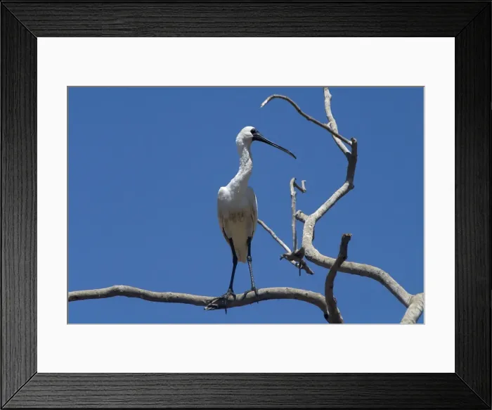 Framed Print : Royal Spoonbill - In tree- Found largely across the eastern half of Australia with a few reported from Western Australia. Common in fresh and saline wetlands becoming rare in drier areas of its range where it may be found in billabongs or sewage Framed Print : Royal Spoonbill - In tree- Found largely across the eastern half of Australia with a few reported from Western Australia. Common in fresh and saline wetlands becoming rare in drier areas of its range where it may be found in billabongs or sewage