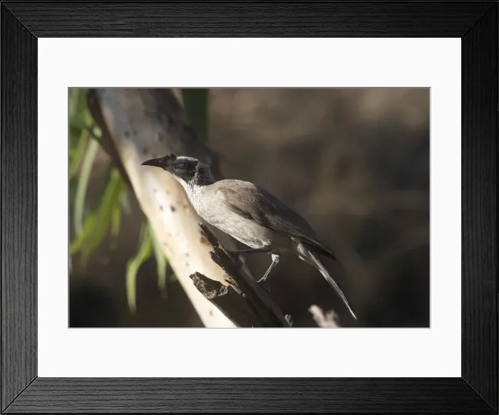 Framed Print : Silver-crowned Friarbird - Found only across tropical northern Australia. Inhabits tropical forests and woodlands eg eucalypt and paperbark. Also mangroves and urban parks and gardens. Kupungarri, Kimberleys, Western Australia Framed Print : Silver-crowned Friarbird - Found only across tropical northern Australia. Inhabits tropical forests and woodlands eg eucalypt and paperbark. Also mangroves and urban parks and gardens. Kupungarri, Kimberleys, Western Australia