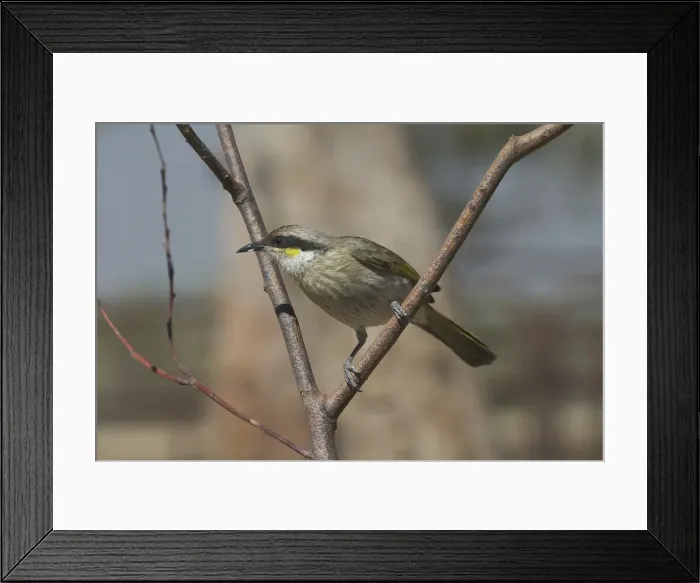 Framed Print : Singing Honeyeater - Found throughout Australia except for northern and eastern coastal regions. Inhabits inland mallee and mulga scrublands and dry inland woodlands. Also shrubby spinifex country. Kupungarri, Kimberleys, Western Australia Framed Print : Singing Honeyeater - Found throughout Australia except for northern and eastern coastal regions. Inhabits inland mallee and mulga scrublands and dry inland woodlands. Also shrubby spinifex country. Kupungarri, Kimberleys, Western Australia