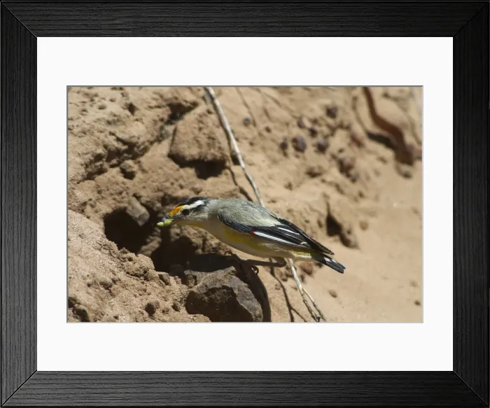 Framed Print : Striated Pardalote - At nest with food in mouth - The various races of Striated Pardalote are found right throughout Australia. Inhabits a wide range of habitats from wet forests to arid inland scrubland and open grassy woodland Framed Print : Striated Pardalote - At nest with food in mouth - The various races of Striated Pardalote are found right throughout Australia. Inhabits a wide range of habitats from wet forests to arid inland scrubland and open grassy woodland