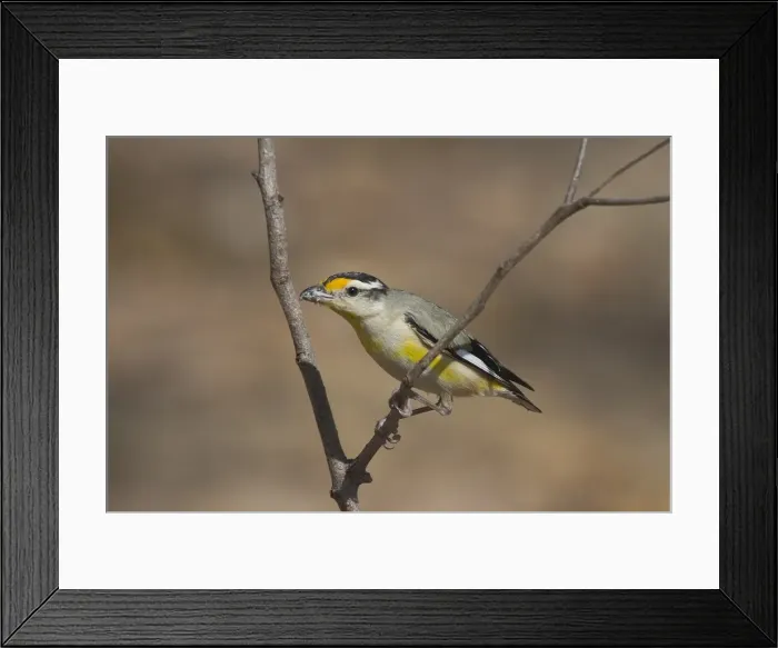Framed Print : Striated Pardalote - The various races of Striated Pardalote are found right throughout Australia. Inhabits a wide range of habitats from wet forests to arid inland scrubland and open grassy woodland Framed Print : Striated Pardalote - The various races of Striated Pardalote are found right throughout Australia. Inhabits a wide range of habitats from wet forests to arid inland scrubland and open grassy woodland