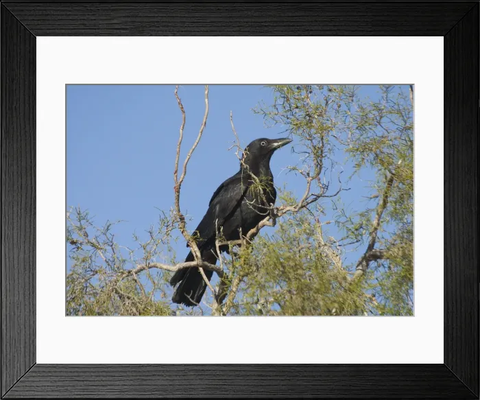 Framed Print : Torresian Crow - Largely a crow of the northern half of Australia. Inhabits open forests, woodlands, beaches, farms and tree-lined watercourses in arid regions. Kupungarri, Kimberleys, Western Australia Framed Print : Torresian Crow - Largely a crow of the northern half of Australia. Inhabits open forests, woodlands, beaches, farms and tree-lined watercourses in arid regions. Kupungarri, Kimberleys, Western Australia