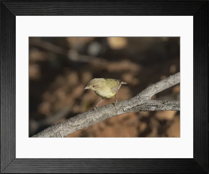 Framed Print : Weebill - Found right throughout Australia in dry open eucalypt forests and woodlands. Photographed near a waterhole in an otherwise dry creek bed at Kupungarri, Kimberleys, Western Australia Framed Print : Weebill - Found right throughout Australia in dry open eucalypt forests and woodlands. Photographed near a waterhole in an otherwise dry creek bed at Kupungarri, Kimberleys, Western Australia