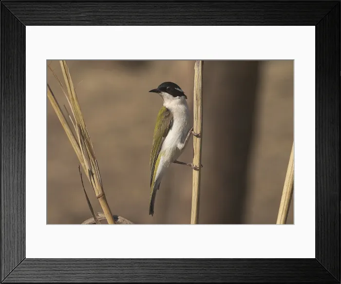 Framed Print : White-throated Honeyeater - This is a woodland species from rainforest margins, riverside vegetation, to tree-lined watercourses in more arid regions. Also mangroves. Found across northern and eastern Australia Framed Print : White-throated Honeyeater - This is a woodland species from rainforest margins, riverside vegetation, to tree-lined watercourses in more arid regions. Also mangroves. Found across northern and eastern Australia