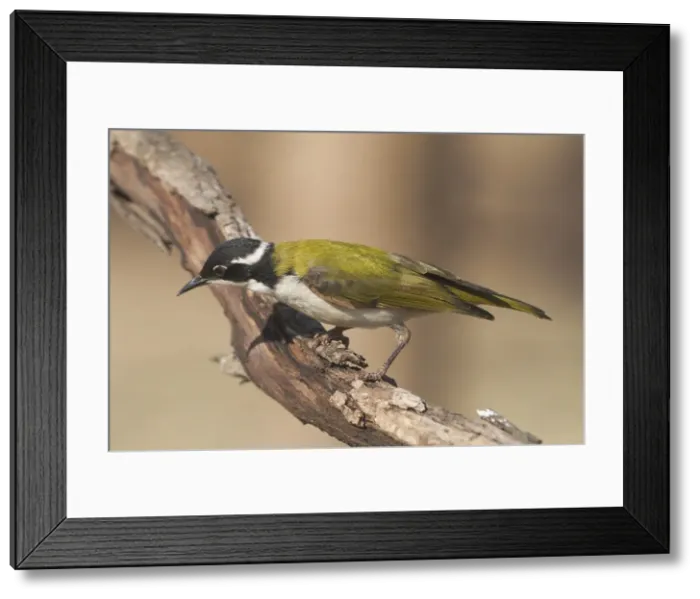Framed Print : White-throated Honeyeater - This is a woodland species from rainforest margins, riverside vegetation, to tree-lined watercourses in more arid regions. Also mangroves. Found across northern and eastern Australia Framed Print : White-throated Honeyeater - This is a woodland species from rainforest margins, riverside vegetation, to tree-lined watercourses in more arid regions. Also mangroves. Found across northern and eastern Australia