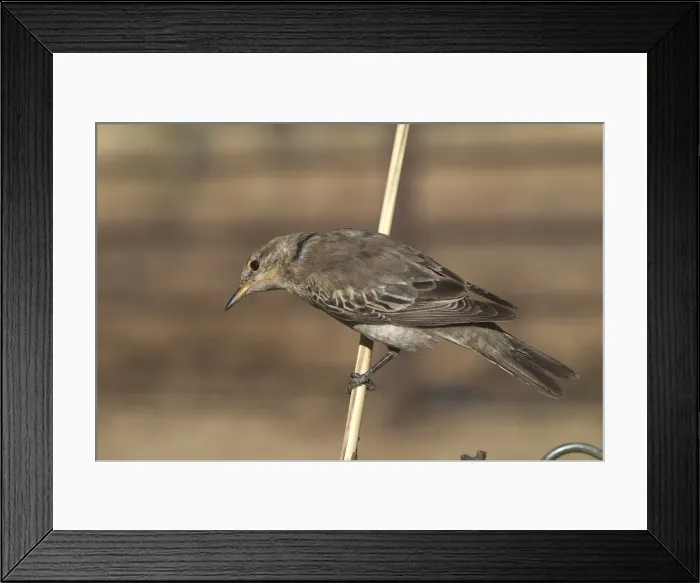 Framed Print : White-winged Triller, female - Found right throughout Australia in open woodlands, scrub, and treelines along rivers in arid regions. Common in the north less so in the south where it is a summer breeding migrant Framed Print : White-winged Triller, female - Found right throughout Australia in open woodlands, scrub, and treelines along rivers in arid regions. Common in the north less so in the south where it is a summer breeding migrant