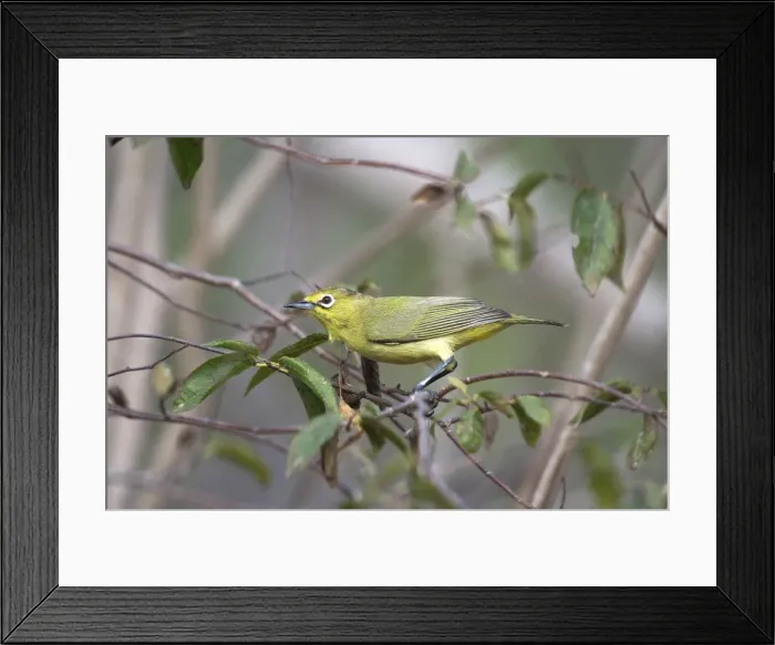 Framed Print : Australian Yellow White-eye - Largely a mangrove species found only along the northern coasts of Australia. Also inhabits adjoining vegetation. Broome Bird Observatory, Western Australia Framed Print : Australian Yellow White-eye - Largely a mangrove species found only along the northern coasts of Australia. Also inhabits adjoining vegetation. Broome Bird Observatory, Western Australia