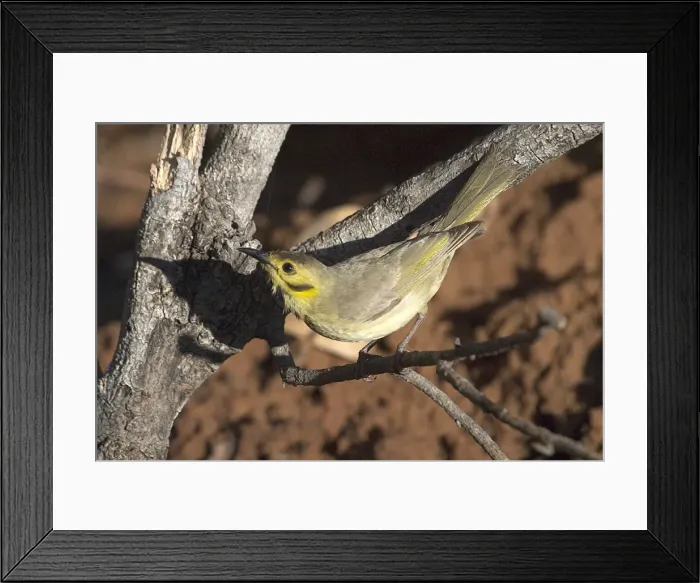 Framed Print : Yellow-tinted Honeyeater - Restricted to tropical north Australia. Inhabits woodlands and tree-lined watercourses. Usually near water. Kupungarri, Kimberleys, Western Australia Framed Print : Yellow-tinted Honeyeater - Restricted to tropical north Australia. Inhabits woodlands and tree-lined watercourses. Usually near water. Kupungarri, Kimberleys, Western Australia