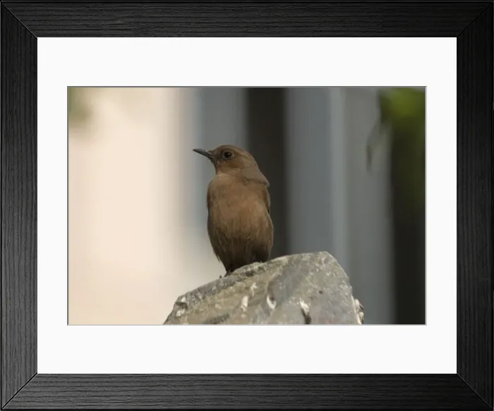 Framed Print : Brown Rock-Chat - perched on rock. Frequents rocky hills, cliffs and old buildings. Photographed on a broken wall in Jaipur, northern India, Asia Framed Print : Brown Rock-Chat - perched on rock. Frequents rocky hills, cliffs and old buildings. Photographed on a broken wall in Jaipur, northern India, Asia