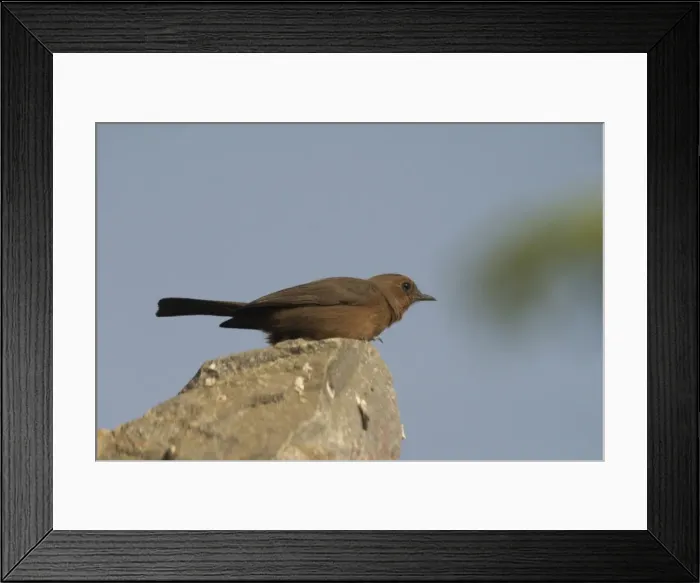 Framed Print : Brown Rock-Chat - Frequents rocky hills, cliffs and old buildings. Photographed on a broken wall in Jaipur, northern India, Asia Framed Print : Brown Rock-Chat - Frequents rocky hills, cliffs and old buildings. Photographed on a broken wall in Jaipur, northern India, Asia