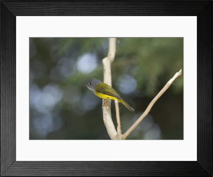 Framed Print : Grey-headed Canary Flycatcher - Inhabits forests and wooded areas. Breeds only in hills and mountains of the Indian subcontinent. Photographed at Ootacamund Botanic Gardens, Nilgiri Hills, Western Ghats, Tamil Nadu, India, Asia Framed Print : Grey-headed Canary Flycatcher - Inhabits forests and wooded areas. Breeds only in hills and mountains of the Indian subcontinent. Photographed at Ootacamund Botanic Gardens, Nilgiri Hills, Western Ghats, Tamil Nadu, India, Asia