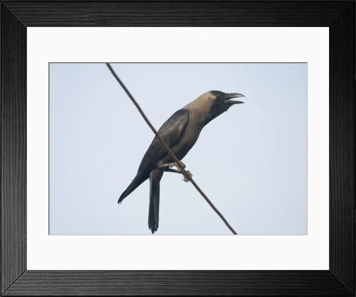 Framed Print : House Crow - Perched on telephone wire A widespread resident of India particularly around human habitation and cultivated areas. Photographed in Goa, India, Asia Framed Print : House Crow - Perched on telephone wire A widespread resident of India particularly around human habitation and cultivated areas. Photographed in Goa, India, Asia