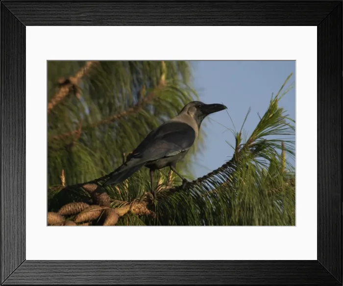 Framed Print : House Crow - In tree Found around human habitations and cultivated areas. At Ootacamund Botanic Gardens, Nilgiri Hills, Western Ghats, South India, Asia Framed Print : House Crow - In tree Found around human habitations and cultivated areas. At Ootacamund Botanic Gardens, Nilgiri Hills, Western Ghats, South India, Asia