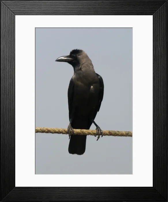 Framed Print : House Crow - A widespread resident of India particularly around human habitation and cultivated areas. This bird was on the coast perched on a rope tied to moored boat. Photographed in Kochi (formerly Cochin) India, Asia Framed Print : House Crow - A widespread resident of India particularly around human habitation and cultivated areas. This bird was on the coast perched on a rope tied to moored boat. Photographed in Kochi (formerly Cochin) India, Asia