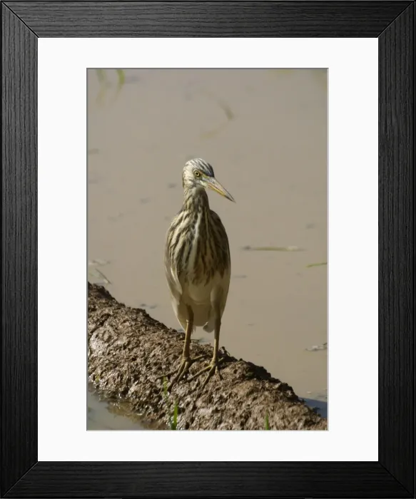 Framed Print : Indian Pond Heron Frequents inland and coastal wetlands, ponds, paddy fields and lake edges. Photographed in a rice paddy near Carambolim Lake, Goa, India, Asia Framed Print : Indian Pond Heron Frequents inland and coastal wetlands, ponds, paddy fields and lake edges. Photographed in a rice paddy near Carambolim Lake, Goa, India, Asia