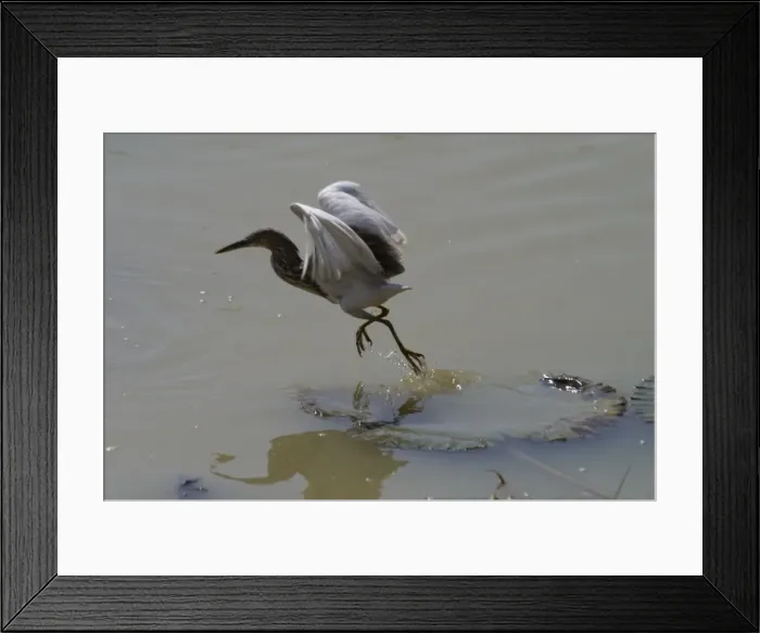 Framed Print : Indian Pond Heron - This bird was foraging from a water lily leaf and as it slowly sank it flew to the next leaf. Inhabits coastal and inland wetlands, paddy fields Framed Print : Indian Pond Heron - This bird was foraging from a water lily leaf and as it slowly sank it flew to the next leaf. Inhabits coastal and inland wetlands, paddy fields
