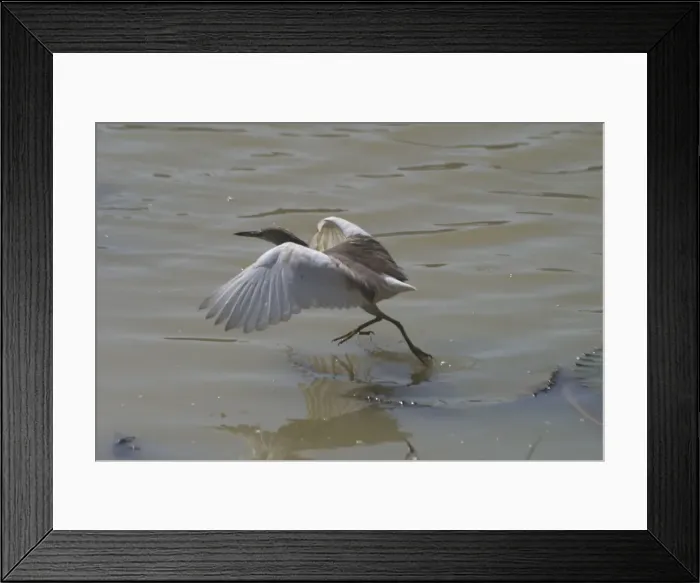 Framed Print : Indian Pond Heron - This bird was foraging from a water lily leaf and as it slowly sank it flew to the next leaf. Inhabits coastal and inland wetlands, paddy fields Framed Print : Indian Pond Heron - This bird was foraging from a water lily leaf and as it slowly sank it flew to the next leaf. Inhabits coastal and inland wetlands, paddy fields