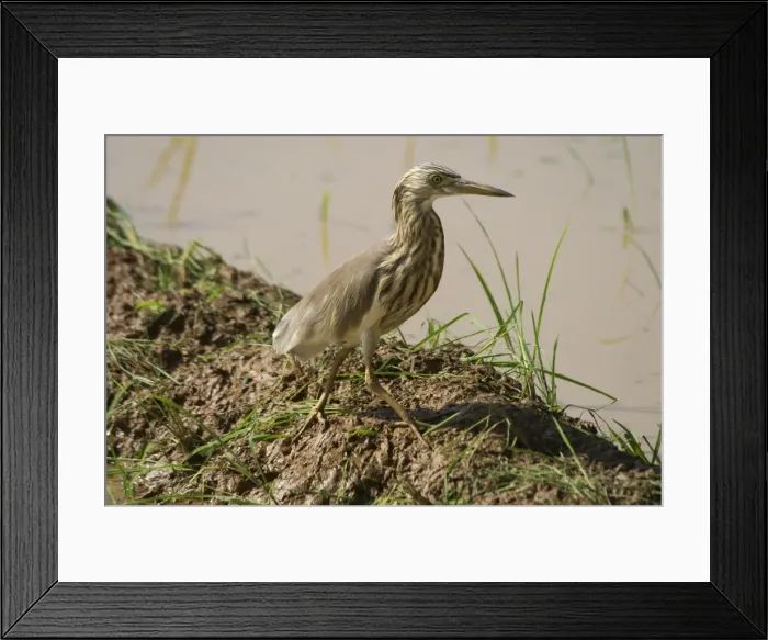 Framed Print : Indian Pond Heron - At waters edge. Frequents inland and coastal wetlands, ponds, paddy fields and lake edges. Photographed in a rice paddy near Carambolim Lake, Goa, India, Asia
