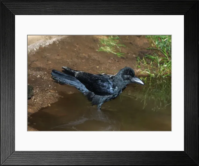 Framed Print : Large-billed / Jungle Crow - Bathing Found almost everywhere throughout India except deserts. Ootacamund Botanic Gardens, Nilgiri Hills, Western Ghats, South India, Asia Framed Print : Large-billed / Jungle Crow - Bathing Found almost everywhere throughout India except deserts. Ootacamund Botanic Gardens, Nilgiri Hills, Western Ghats, South India, Asia