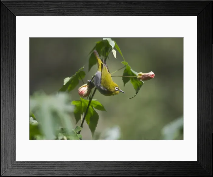 Framed Print : Oriental White-eye - On flower Inhabits open broadleaved forests and wooded areas. Also well-planted urban gardens. Photographed in the Ootacamund Botanic Gardens, Nilgiri Hills, Western Ghats, South India, Asia Framed Print : Oriental White-eye - On flower Inhabits open broadleaved forests and wooded areas. Also well-planted urban gardens. Photographed in the Ootacamund Botanic Gardens, Nilgiri Hills, Western Ghats, South India, Asia
